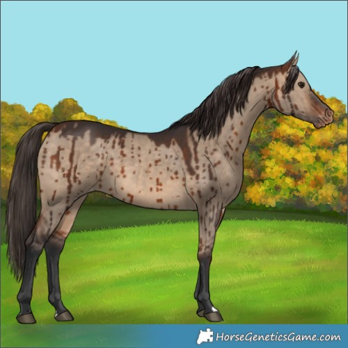 Horse Color:Bay Dun Varnish Brindle 