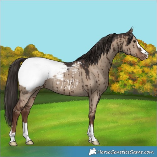 Horse Color:Liver Red Dun Appaloosa Brindle 