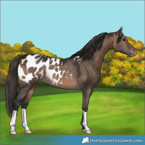 Horse Color:Brown Dun Appaloosa 