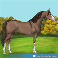 Horse Color:Liver Red Dun Varnish