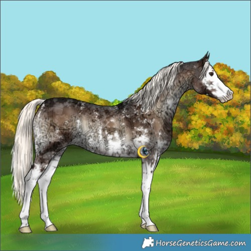 Horse Color:Liver Red Onyx Ice Mushroom Sabino Splash