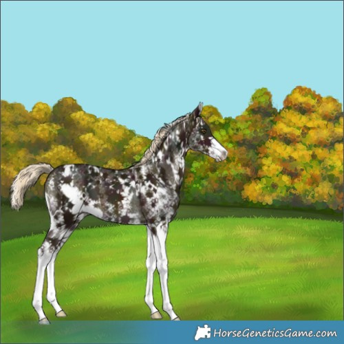 Horse Color:White Spotted Midnight Chocolate Palomino Mushroom Splash 