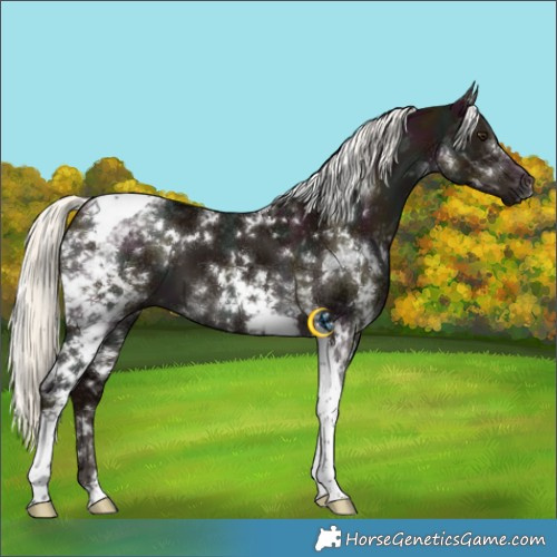 Horse Color:White Spotted Midnight Liver Red Dun Mushroom Tobiano Brindle 
