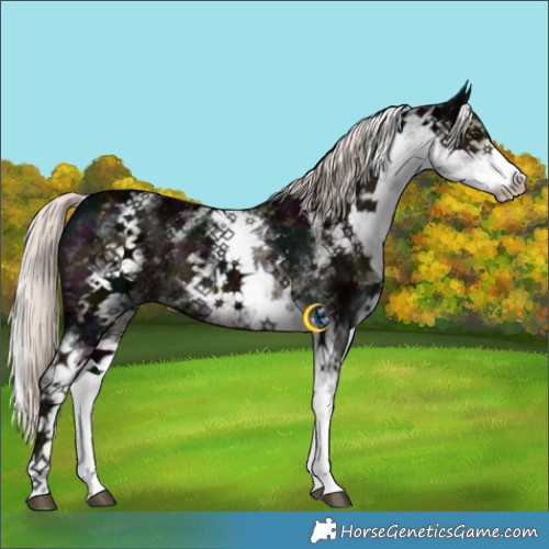 Horse Color:White Spotted Midnight Liver Chestnut Ice Mushroom Rabicano