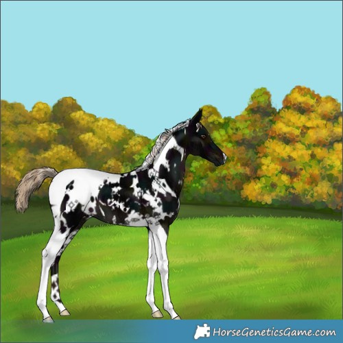Horse Color:White Spotted Midnight Liver Chestnut Ice Tobiano 