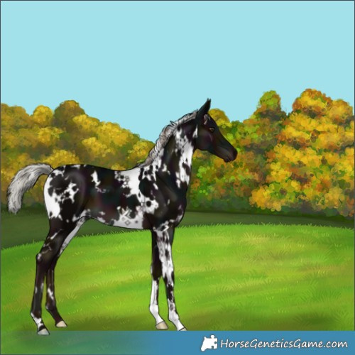 Horse Color:White Spotted Midnight Liver Chestnut Mushroom 