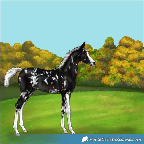 Horse Color:White Spotted Midnight Liver Chestnut Ice Mushroom Splash 