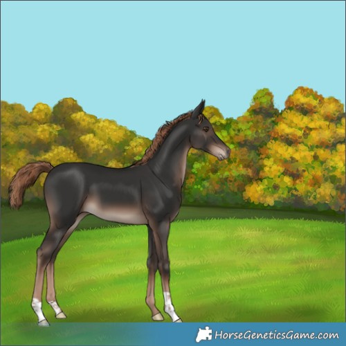 Horse Color:Liver Chestnut 