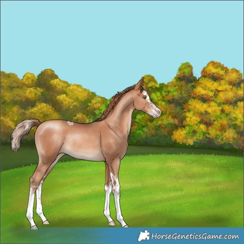 Horse Color:Gold Champagne Splash Rabicano 