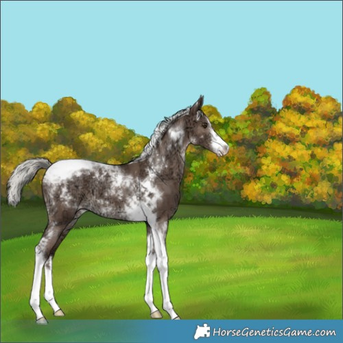 Horse Color:White Spotted Liver Red Dun Ice Mushroom Tobiano Brindle 