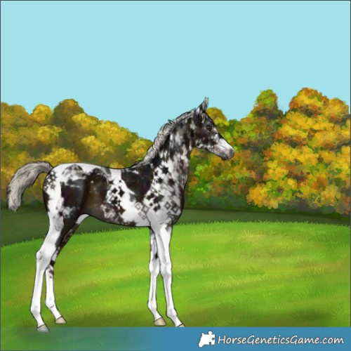 Horse Color:Gray Midnight Liver Chestnut Mushroom Tobiano 