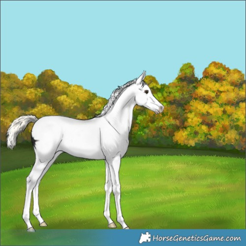 Horse Color:White Spotted Midnight Liver Chestnut Ice Mushroom Splash Rabicano 