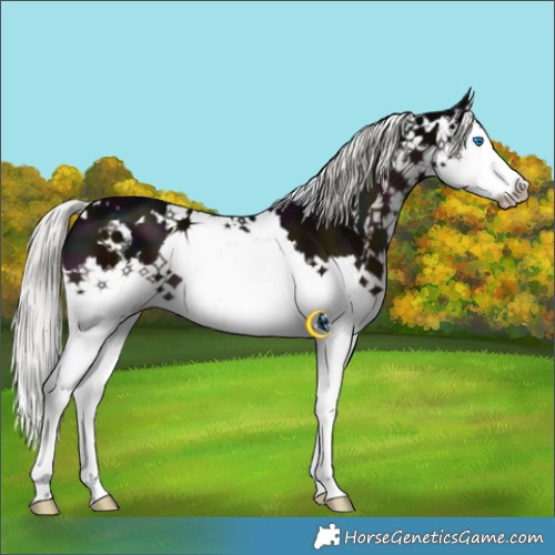 Horse Color:White Spotted Midnight Liver Chestnut Mushroom Splash 