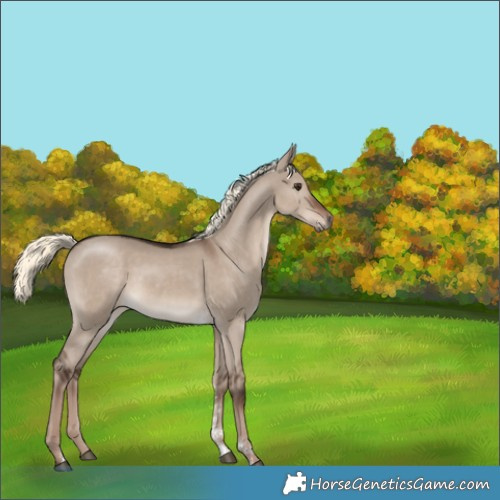 Horse Color:Liver Red Dun Mushroom Sabino 