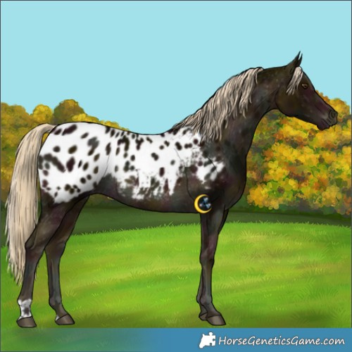 Horse Color:Midnight Chocolate Palomino Mushroom Appaloosa Rabicano 