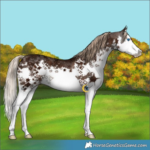 Horse Color:Liver Chestnut Ice Splash