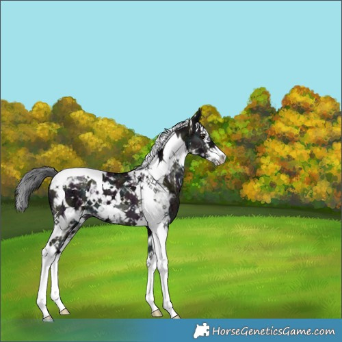 Horse Color:Platinum White Spotted Midnight Liver Red Dun Ice Mushroom Splash Tobiano 