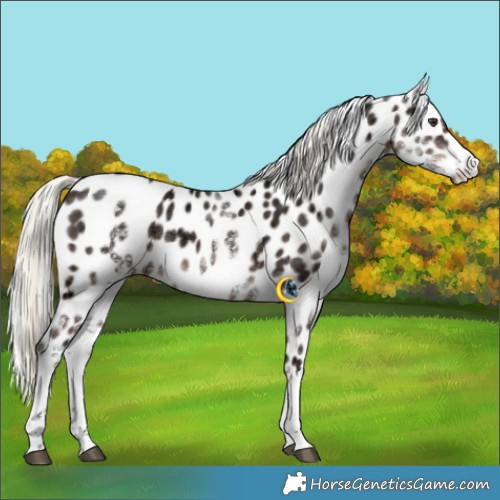 Horse Color:White Spotted Liver Chestnut Ice Mushroom Appaloosa 