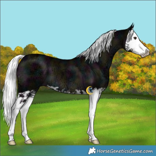 Horse Color:Platinum Midnight Liver Chestnut Ice Mushroom Splash
