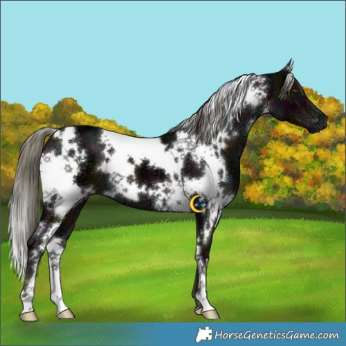 Horse Color:White Spotted Midnight Liver Chestnut Ice Mushroom