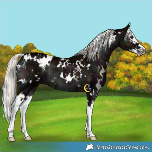 Horse Color:White Spotted Midnight Liver Red Onyx Ice Mushroom Splash 