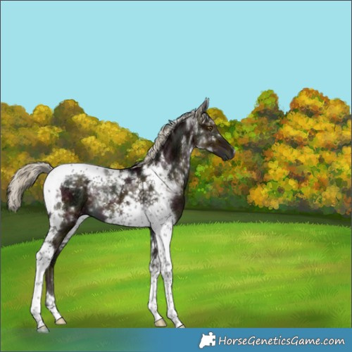 Horse Color:Gray Midnight Chocolate Palomino Ice Dun Mushroom Tobiano Brindle 