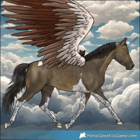 Horse Color:Buckskin Dun Tobiano