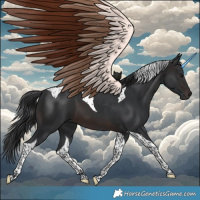 Horse Color:Brown Tobiano