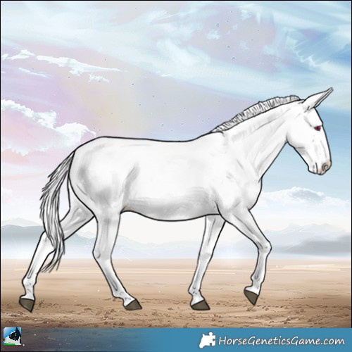 Horse Color:Chocolate Palomino Chinchilla Dun Sabino Rabicano
