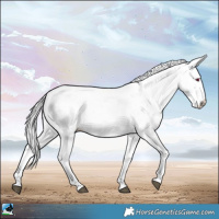 Horse Color:Chocolate Palomino Chinchilla Dun Sabino Rabicano 