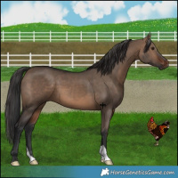 Horse Color:Brown Dun 
