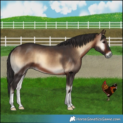 Horse Color:Brown Onyx 