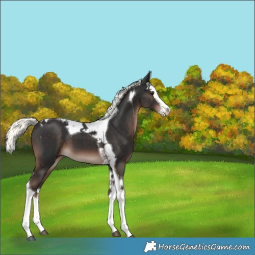 Horse Color:Liver Chestnut Mushroom Splash Tobiano 