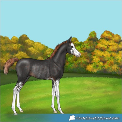 Horse Color:Liver Chestnut Splash Rabicano 