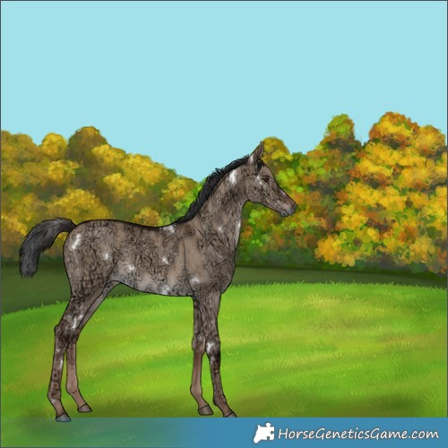 Horse Color:White Spotted Liver Red Dun Ice Rabicano Brindle 