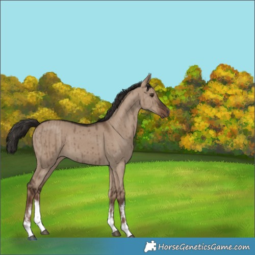 Horse Color:White Spotted Liver Red Dun Brindle 