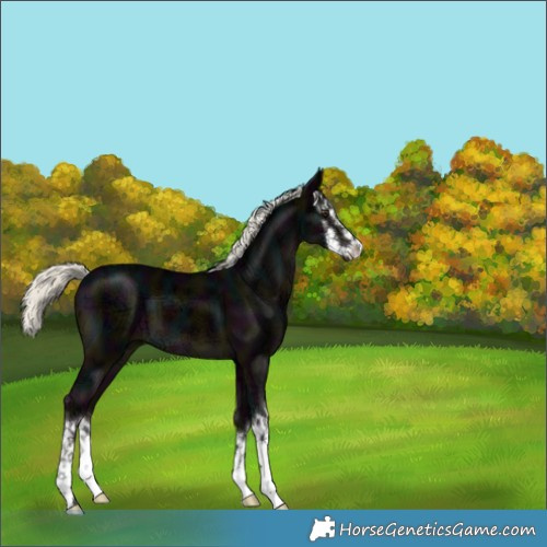 Horse Color:White Spotted Midnight Liver Chestnut Ice Mushroom 
