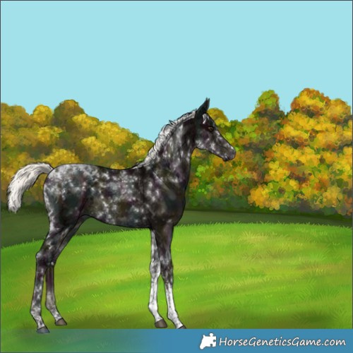 Horse Color:Midnight Liver Red Dun Ice Mushroom Sabino Tobiano Brindle 