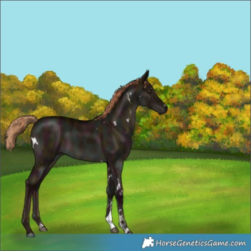 Horse Color:White Spotted Midnight Liver Red Dun Sabino Brindle 