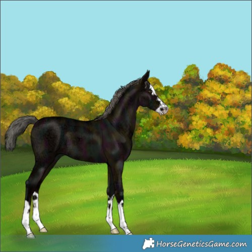 Horse Color:Midnight Liver Red Dun Ice Mushroom Splash Brindle 