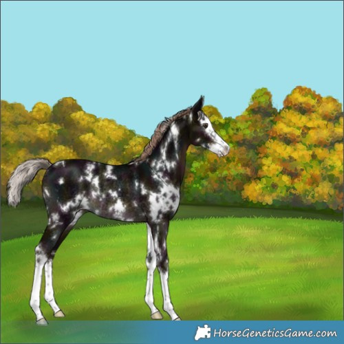 Horse Color:White Spotted Midnight Liver Chestnut Splash Rabicano 