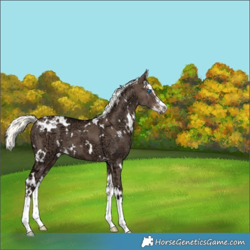 Horse Color:White Spotted Liver Red Dun Ice Mushroom Splash Brindle 