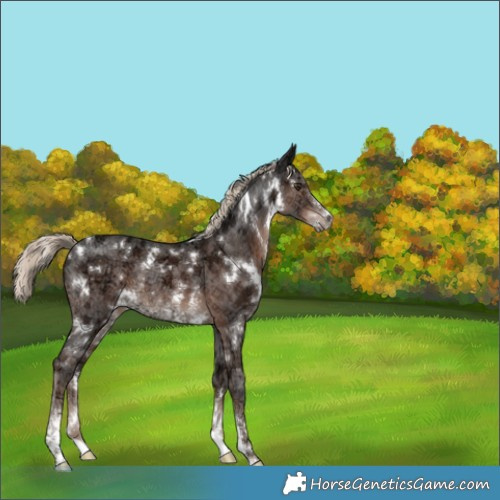 Horse Color:White Spotted Liver Chestnut Ice Mushroom Sabino Rabicano 