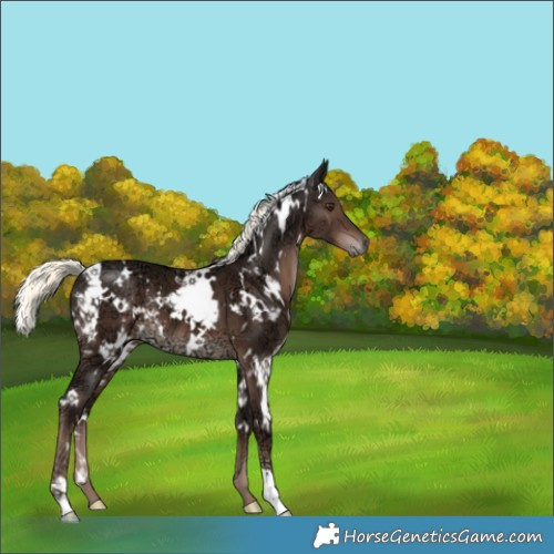 Horse Color:White Spotted Liver Chestnut Ice Mushroom 