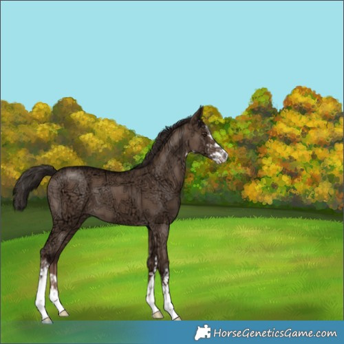 Horse Color:White Spotted Liver Red Dun Ice Brindle 