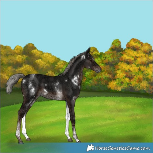 Horse Color:White Spotted Liver Chestnut Ice Mushroom 