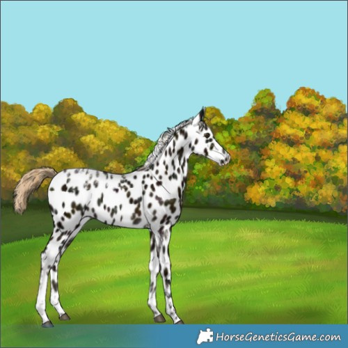 Horse Color:Midnight Chocolate Palomino Ice Dun Tobiano Appaloosa Brindle 