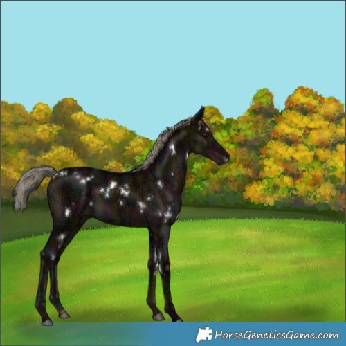 Horse Color:White Spotted Midnight Liver Red Dun Ice Mushroom Brindle 