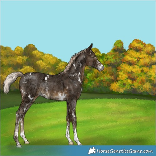 Horse Color:Gray White Spotted Chocolate Palomino Ice Mushroom Sabino Rabicano 