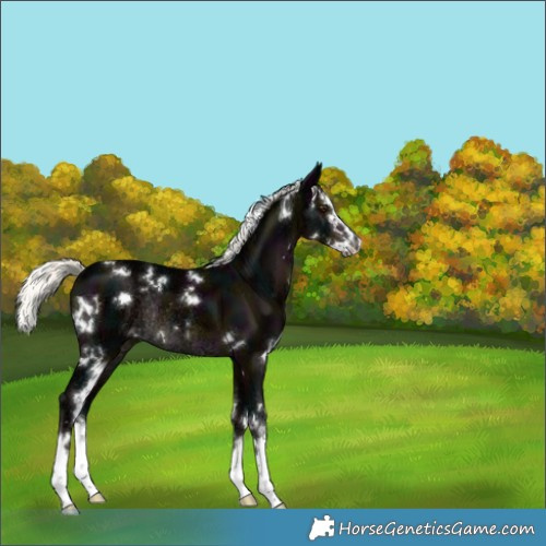 Horse Color:White Spotted Midnight Liver Chestnut Ice Mushroom Splash Rabicano 